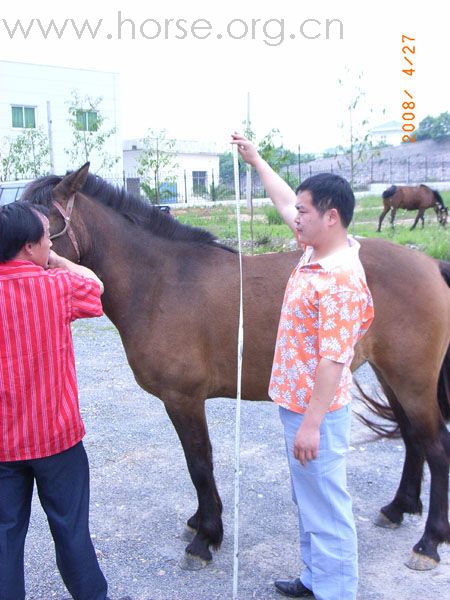 江西省宜春市出售马匹（2母马）