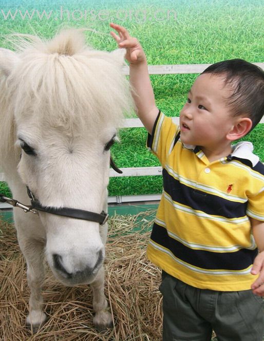 馬會馬術展覽和迷你小馬