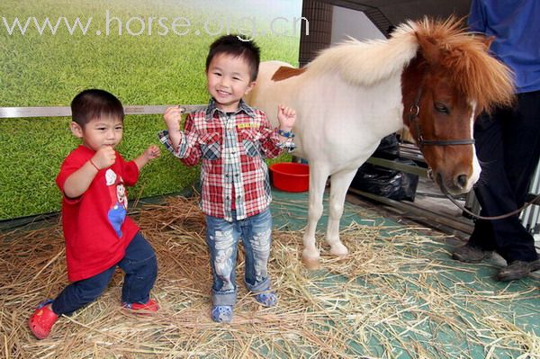 馬會馬術展覽和迷你小馬