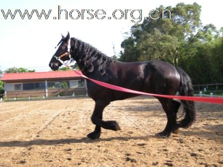 終於親見 Friesian horse ﹝荷蘭種費里西安馬﹞