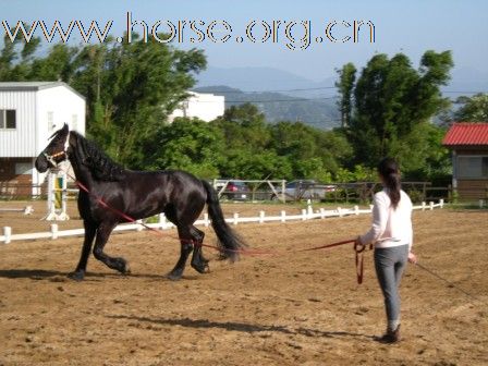 終於親見 Friesian horse ﹝荷蘭種費里西安馬﹞