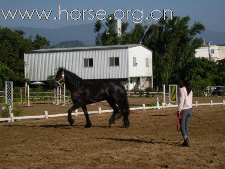 終於親見 Friesian horse ﹝荷蘭種費里西安馬﹞