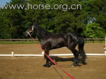 終於親見 Friesian horse ﹝荷蘭種費里西安馬﹞