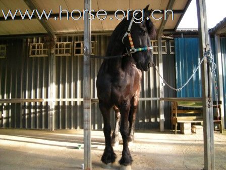 終於親見 Friesian horse ﹝荷蘭種費里西安馬﹞