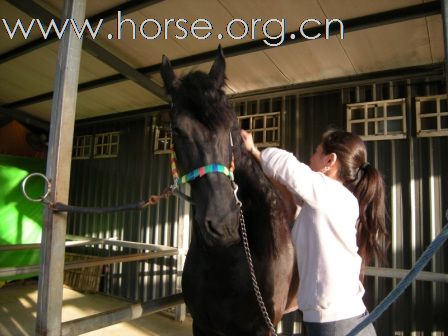 終於親見 Friesian horse ﹝荷蘭種費里西安馬﹞