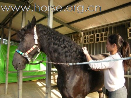 終於親見 Friesian horse ﹝荷蘭種費里西安馬﹞