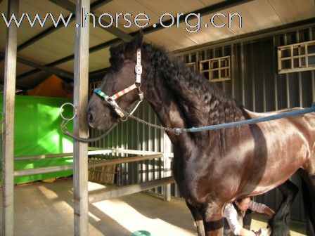 終於親見 Friesian horse ﹝荷蘭種費里西安馬﹞