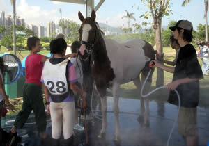 Lap of luxury for Olympic horses in Hong Kong