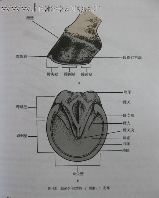 《马术手册》隆重上市 请马友们关注