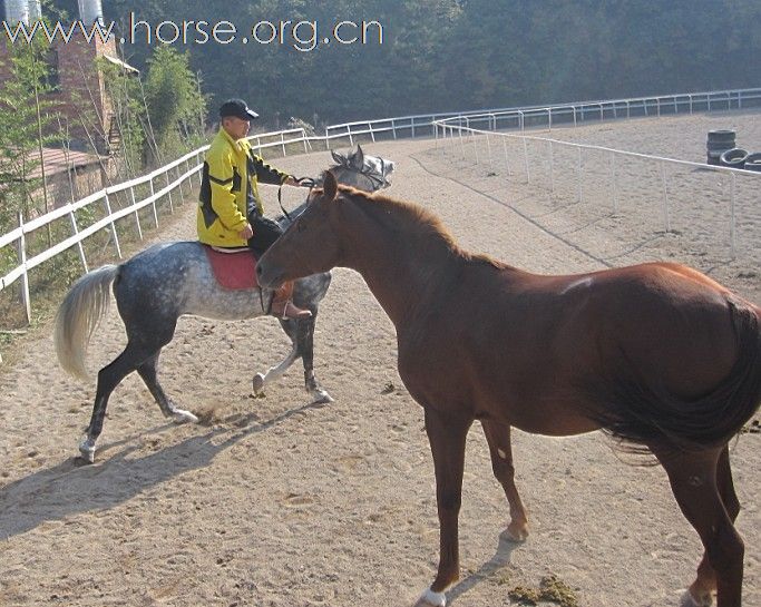 内蒙古锡林郭勒赛马场总教练粱建飞来永康骑马