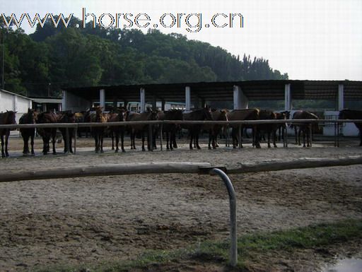 深圳 西麗湖騎馬俱樂部