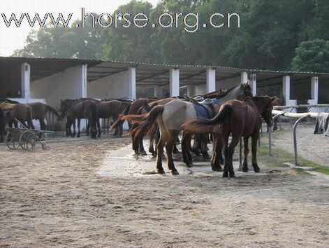 深圳 西麗湖騎馬俱樂部