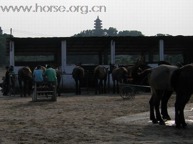 深圳 西麗湖騎馬俱樂部