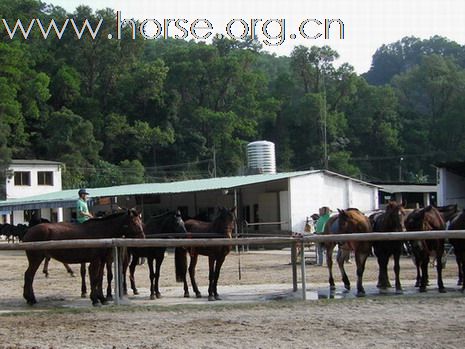 深圳 西麗湖騎馬俱樂部