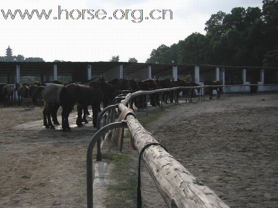 深圳 西麗湖騎馬俱樂部