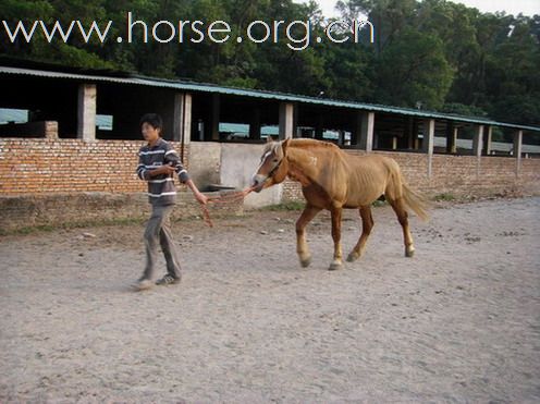 深圳 西麗湖騎馬俱樂部