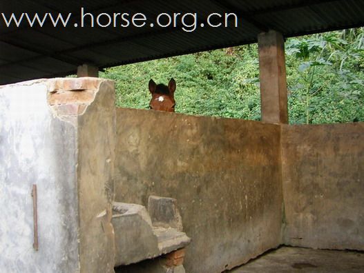 深圳 西麗湖騎馬俱樂部