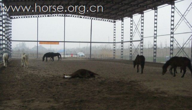 南通贵豪马术俱乐部首次会员联谊活动圆满结束