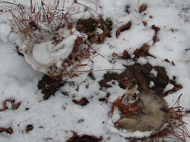 踏雪马蹄轻