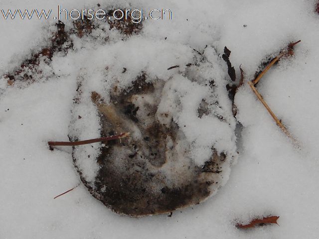 踏雪马蹄轻