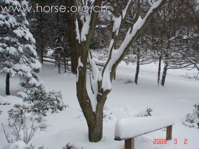 踏雪马蹄轻