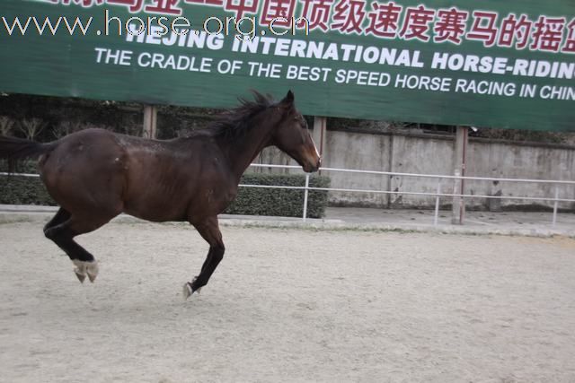 [注意]出售纯血骟马