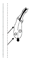 [转帖]國際馬聯馬場馬術規則﹝12﹞馬術動作標準─側方運動