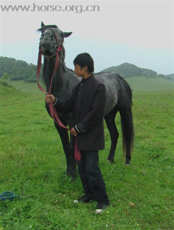 马匹出售,马在关山牧场,每一贴图都不一样