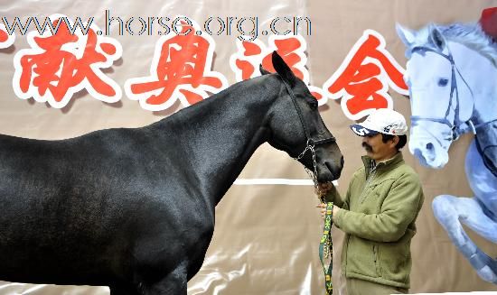 骏马 美女 帅哥及马文化