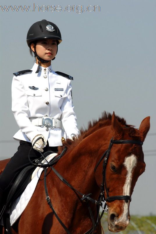 [贴图]骏马 美女 帅哥及马文化