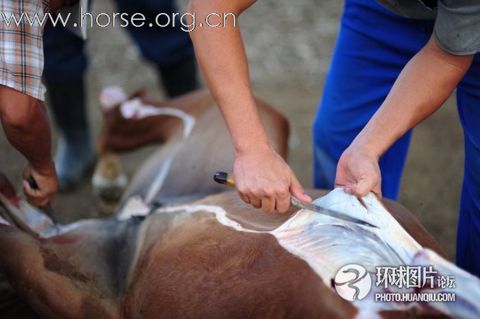 【图文】哈萨克人屠马制肠全过程（游牧民俗，不喜勿入）