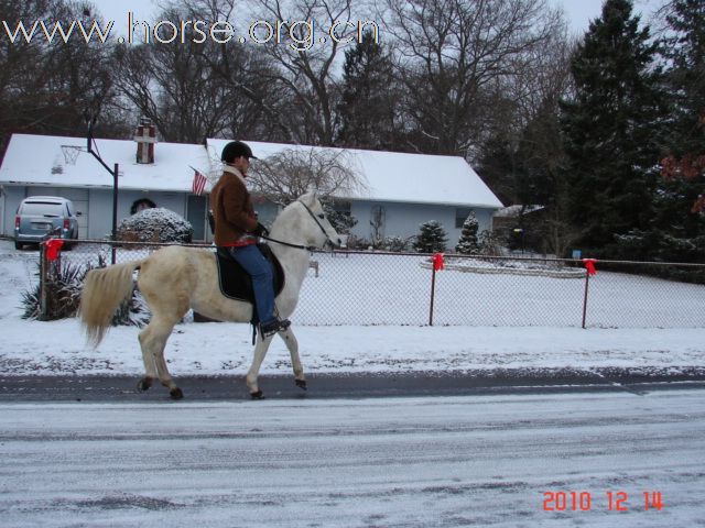 The Paso Fino "fino" gait