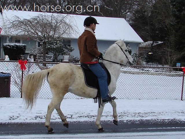 The Paso Fino "fino" gait