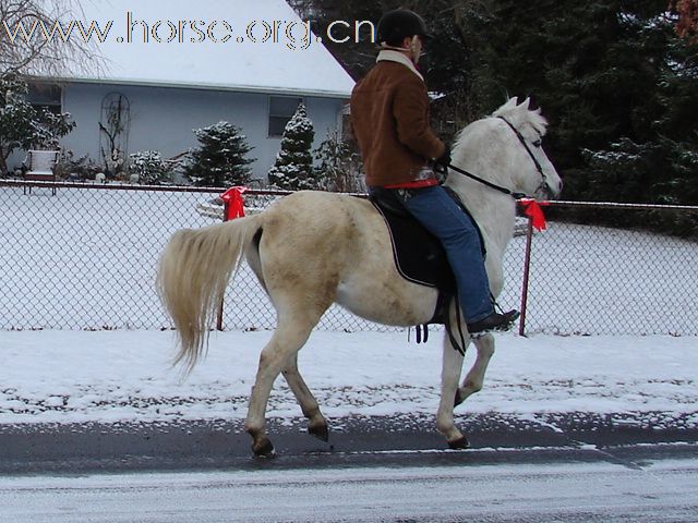 The Paso Fino "fino" gait