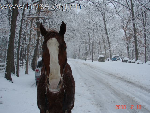 下雪，下雪，