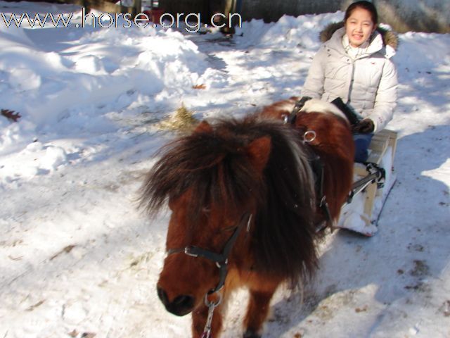 雪橇马