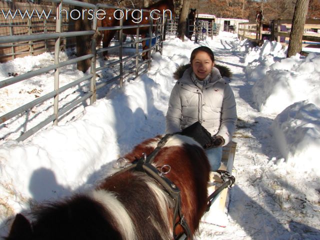 雪橇马