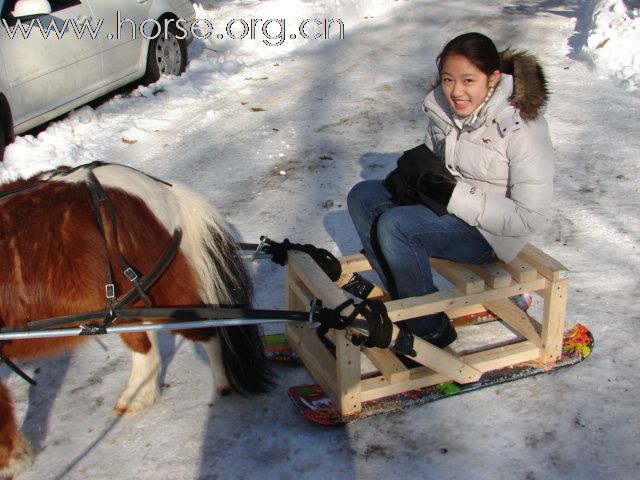 雪橇马