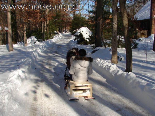 雪橇马