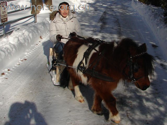 雪橇马