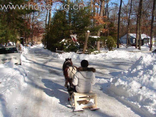 雪橇马