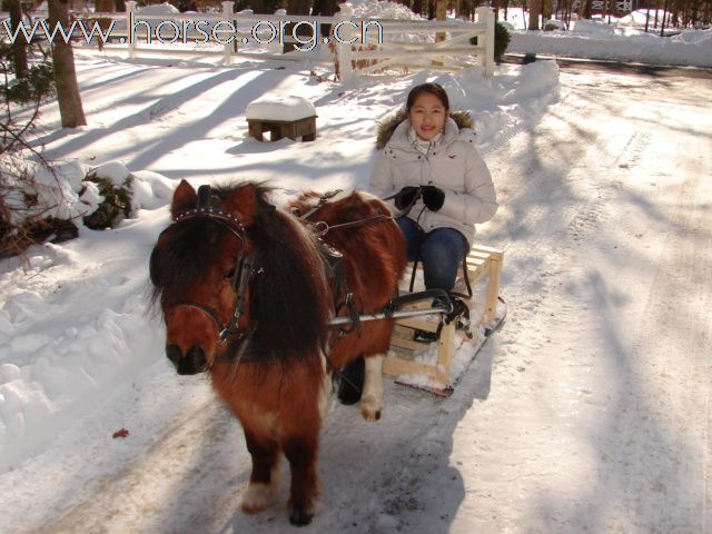 雪橇马