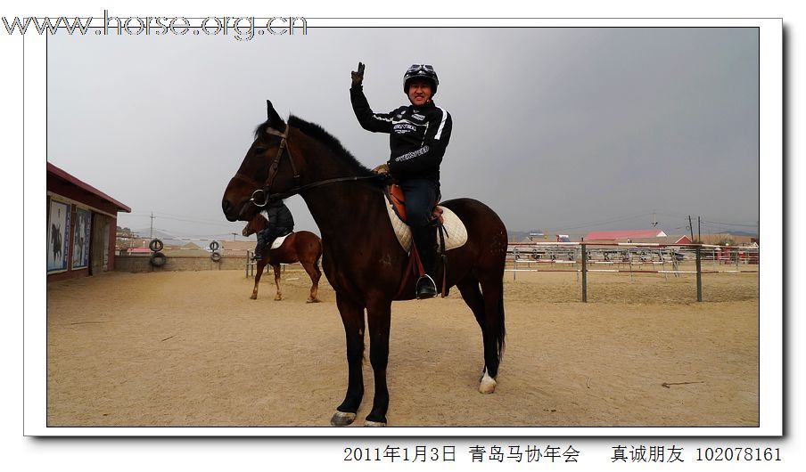 青岛市马术协会2011年年会精彩图片