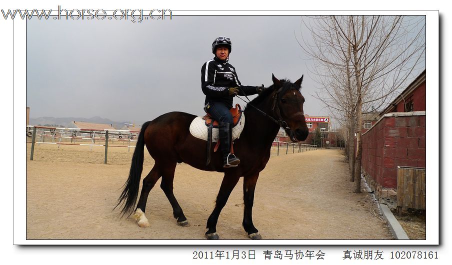 青岛市马术协会2011年年会精彩图片