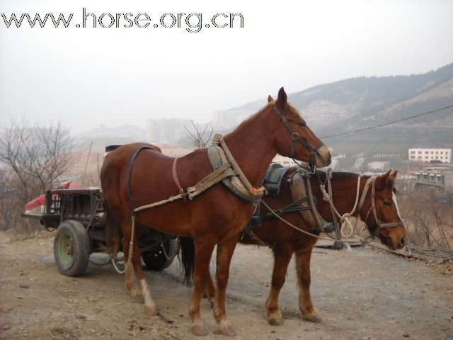 北方的马车 ·  快乐的骑士