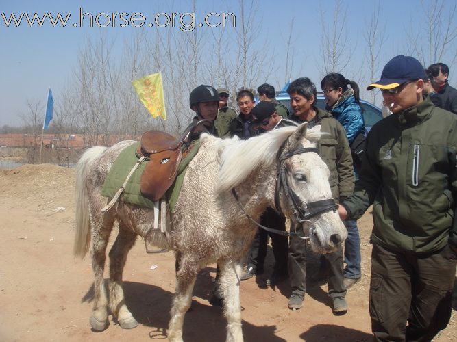 青岛马协2011大沽河耐力赛精彩瞬间