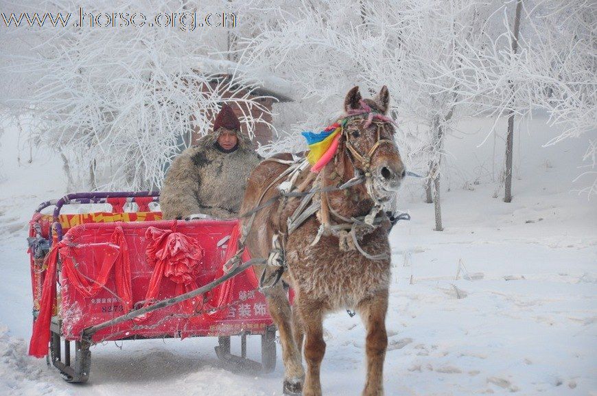 吉林雾凇岛--冰雪中的马马