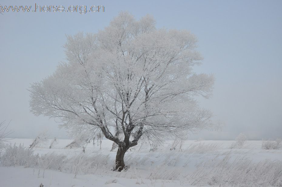 吉林雾凇岛--冰雪中的马马