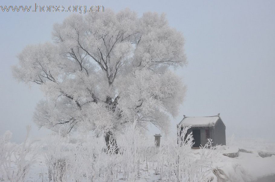 吉林雾凇岛--冰雪中的马马