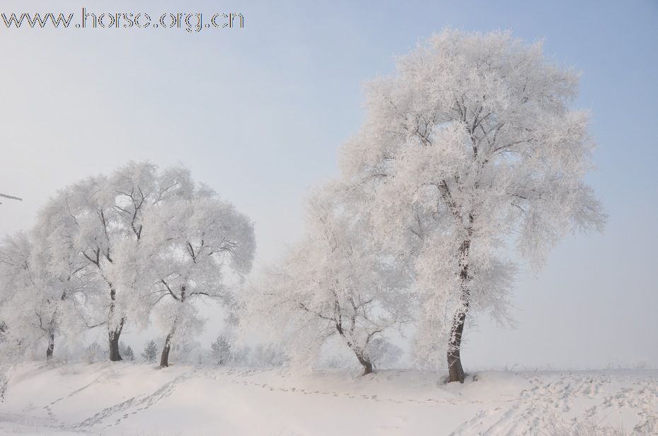 吉林雾凇岛--冰雪中的马马